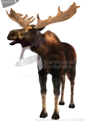 Image of Moose