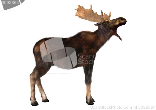 Image of Moose