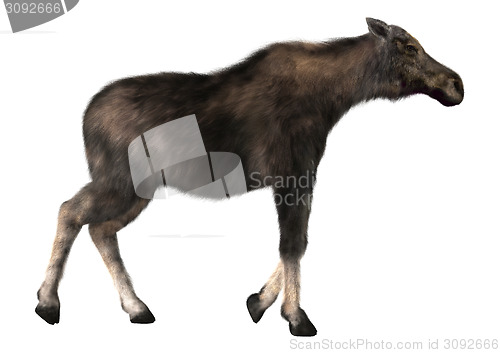 Image of Female Moose