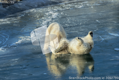 Image of Polar bears