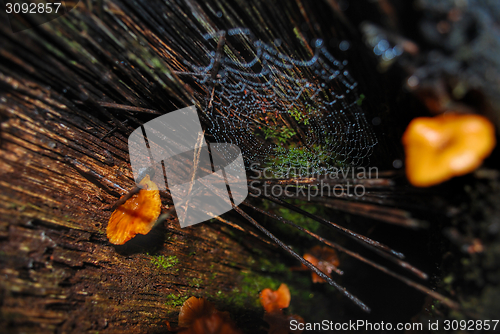 Image of Forest floor