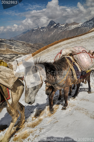 Image of Mules in Himalayas