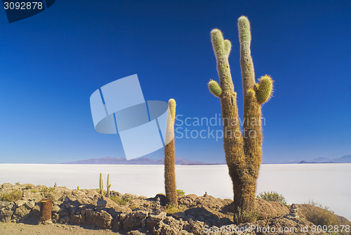 Image of Cactus by slat planes