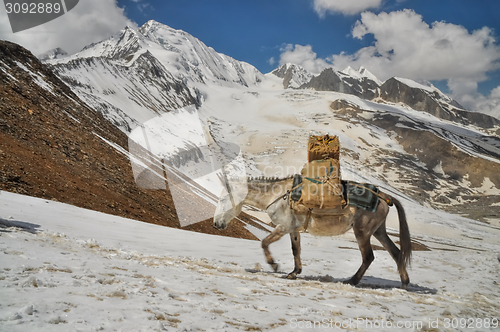 Image of Mule in Himalayas