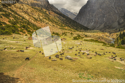 Image of Goats in Himalayas