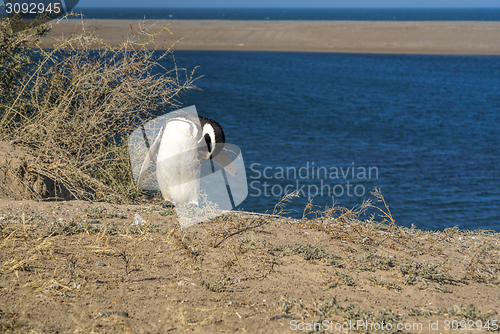 Image of Magellanic penguin