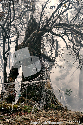 Image of Spooky tree