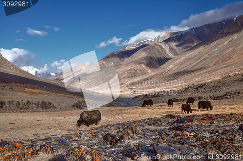 Image of Yaks in Tajikistan