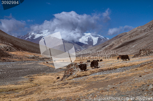 Image of Yaks in Tajikistan