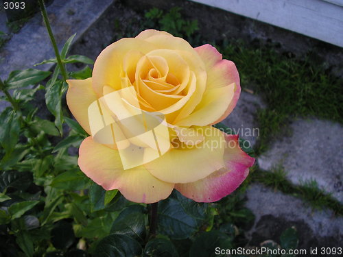 Image of Rose_2_29.07.2004