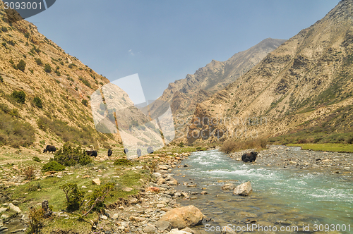 Image of Yaks in Nepal