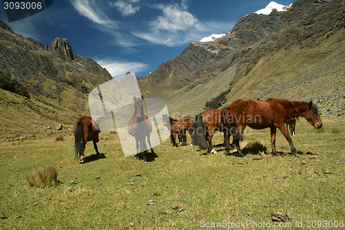 Image of Peruvian Andes