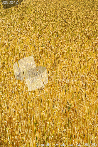 Image of Wheat field