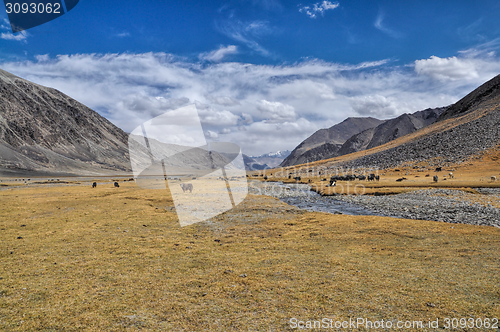 Image of Yaks in Tajikistan