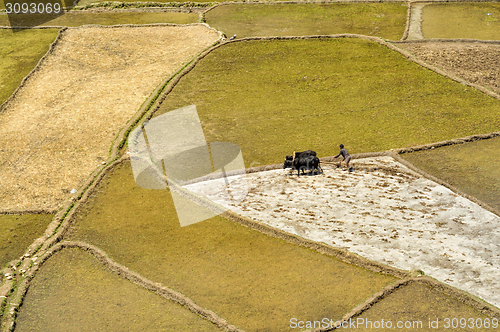 Image of Ploughing fields in Nepal