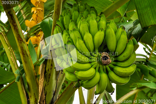 Image of Bananas on tree