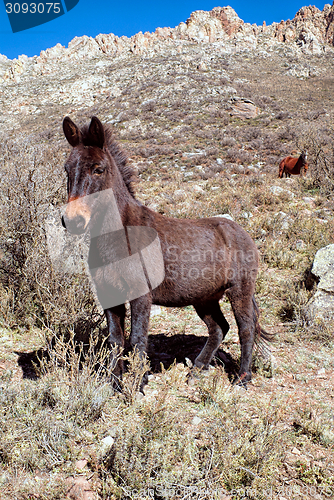 Image of Donkey on a hill