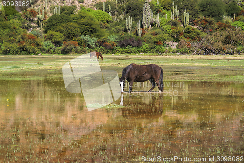 Image of Horses in marshes