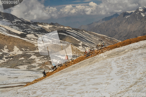 Image of Mules in Himalayas