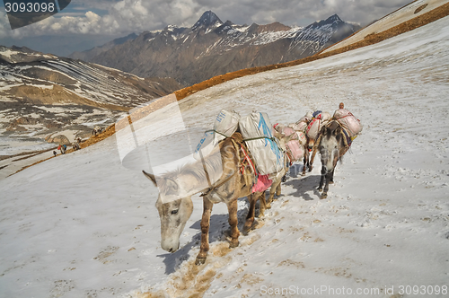 Image of Mules in Himalayas