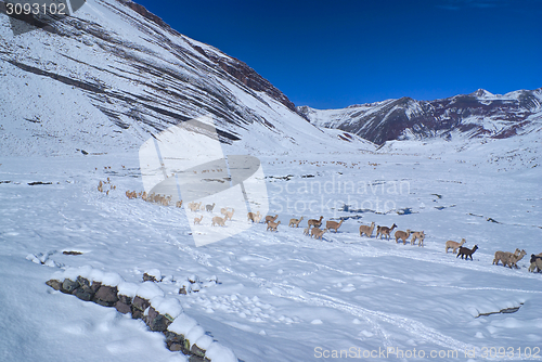 Image of Herd of Llamas in Andes