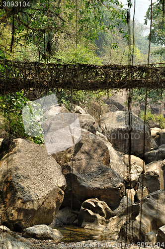 Image of Old root bridge in India
