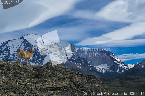 Image of Guanaco