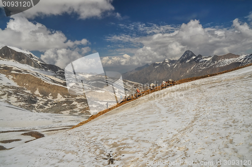 Image of Mules in Himalayas