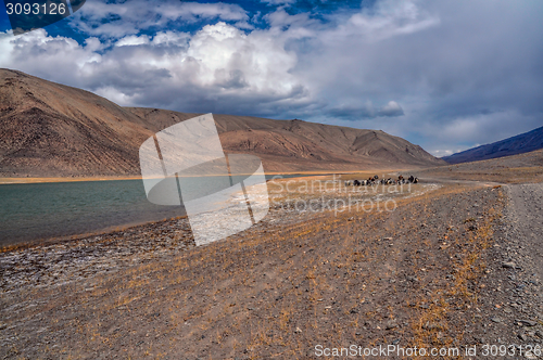 Image of Yaks in Tajikistan