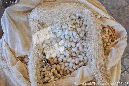 Image of Silk cocoons