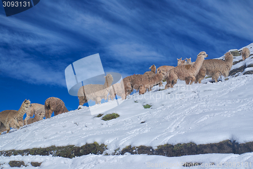 Image of Herd of Llamas in Andes