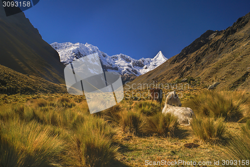 Image of Peruvian Andes