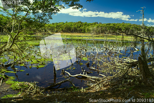 Image of Swamps on Navarino
