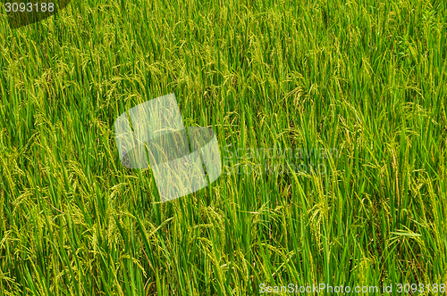 Image of Rice field