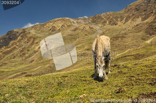 Image of Horse in Himalayas