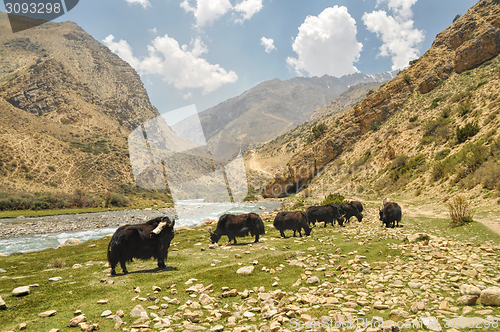 Image of Yaks in Nepal