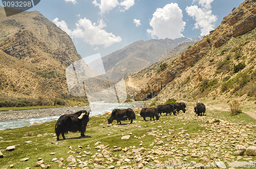 Image of Yaks in Nepal