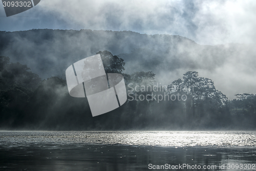 Image of Mist in jungle