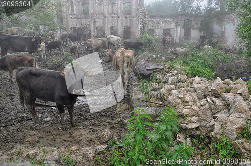 Image of Livestock in Karabakh