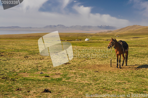 Image of Horse on plane in Kyrgyzstan