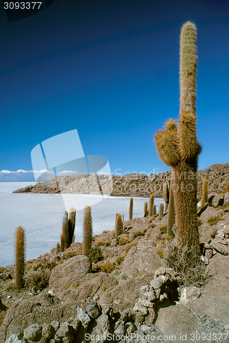 Image of Cactus by slat planes