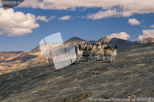 Image of Choro trek llamas