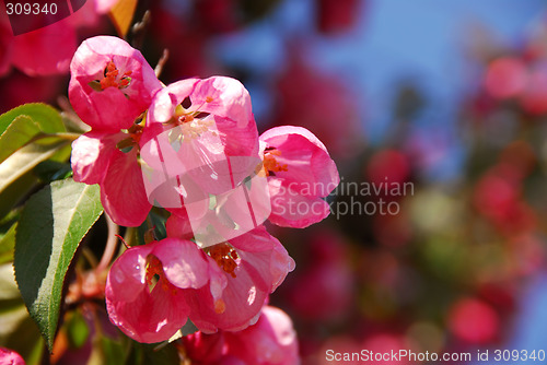 Image of Apple blossom