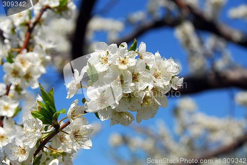 Image of Apple orchard