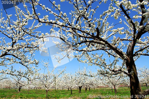 Image of Apple orchard
