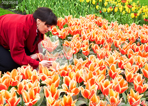 Image of Girl taking care of Tulips in Keukenhof Flower Garden