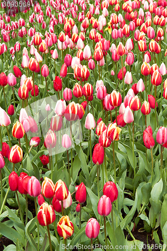 Image of Red and pink Tulips in Keukenhof Flower Garden,The Netherlands