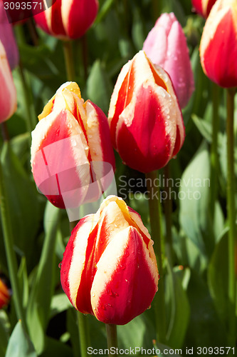 Image of Violet Tulips in Keukenhof Flower Garden,The Netherlands