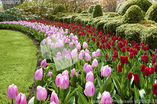 Image of waves of red and pink tulips Keukenhof gardens natural park 