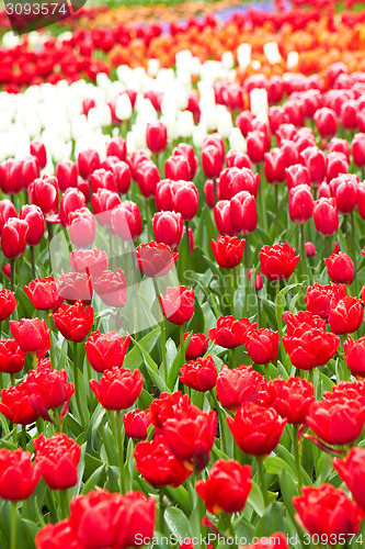 Image of Red and pink Tulips in Keukenhof Flower Garden,The Netherlands